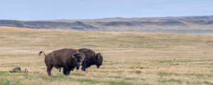 Deux bisons mâles dans la prairie en Saskatchewan.