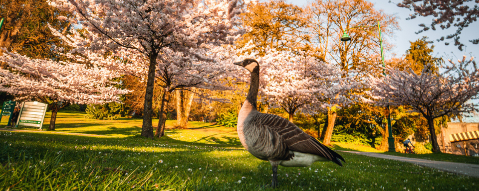 A Canada Goose in the park, surrounded by cherry trees in bloom.
