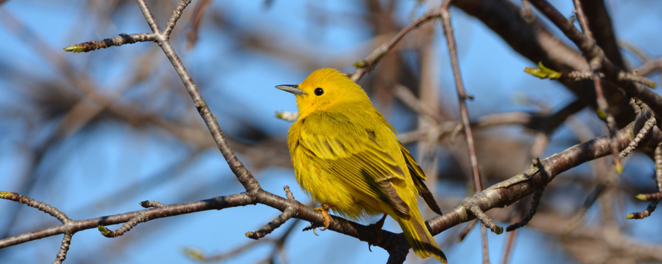 A small yellow bird perched on a budding tree branch.