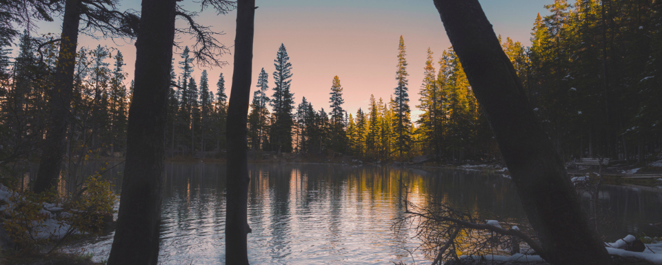 A small lake surrounded by coniferous trees at dusk.
