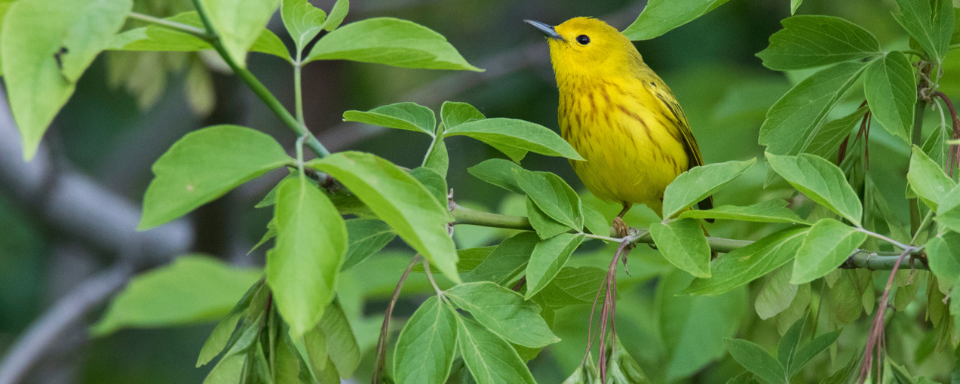 A yellow warbler in a tree.