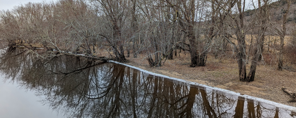 Une rangée d'arbres dénudés le long d'un cours d'eau.