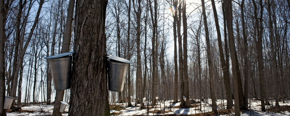 In a forest, buckets attached to a maple tree collect sap.