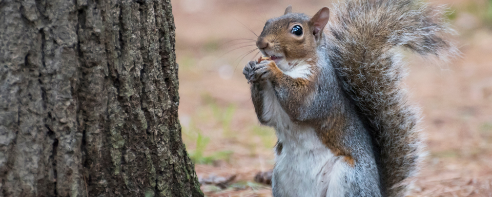 Gros plan d'un écureuil grignotant une noix.