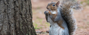 Close-up of a squirrel nibbling on a nut.