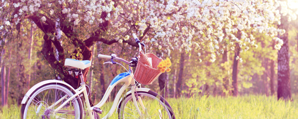 A bicycle rests under a cherry tree in bloom.