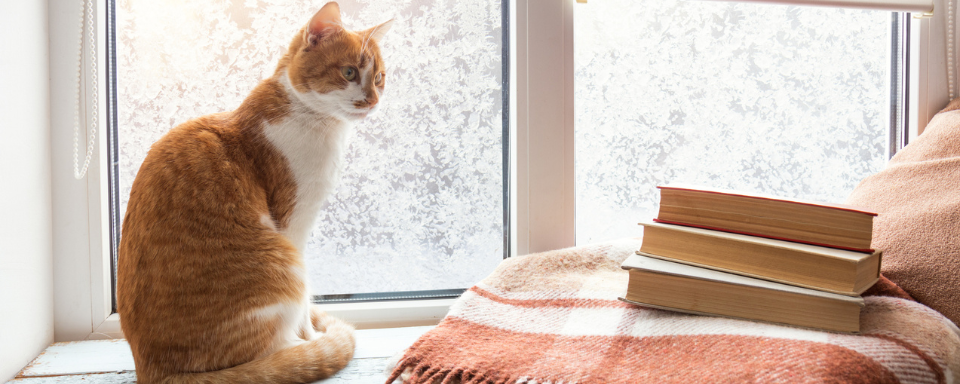 An orange and white cat sits on a frosty windowsill next to some books and a blanket.