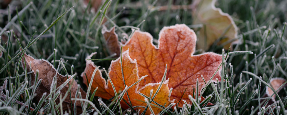 A frosty maple leaf in the grass.