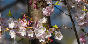 A close-up of cherry blossoms in High Park, Toronto.