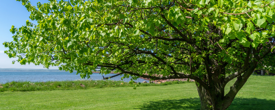 A linden tree shades a lawn. The coast of PEI can be seen in the distance.