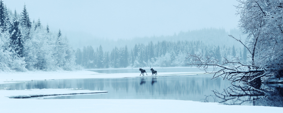 Two moose cross a snowy landscape.