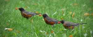Three robins hold red berries in their beaks.