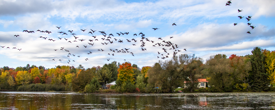 A flock of Canada Geese fly over a pond.