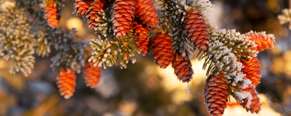 A close-up of a snowy branch with pinecones.