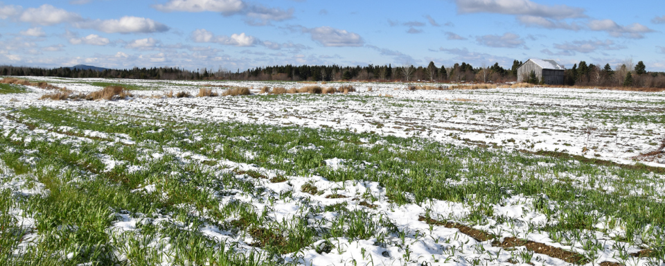 A light layer of snow covers a green field.